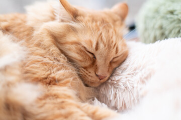 窓辺で眠る可愛い猫　茶トラ猫	