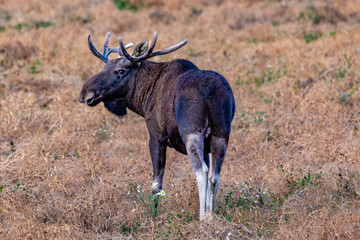 bull elk in the wild