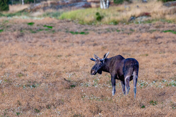 bull elk in the wild