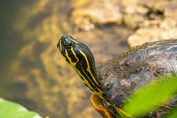 Close-up of Yellow-bellied Slider Turtle, Everglades National Park