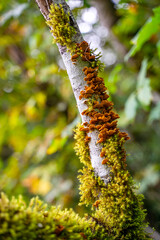 Trametes versicolor fungi and Dicranum moss growing on birch tree in forest, Purisima Creek Redwoods Preserve.