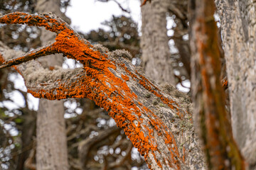 Close-Up of Tree Branches Covered with Orange Trentepohlia Algae, Cypress Grove Trail, Point Lobos