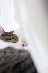 窓辺で眠る可愛い猫　キジトラ白	
