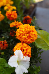 Bright Yellow Marigold Flowers in Pots