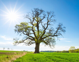Fototapeta premium Magnificent oak tree with lush green foliage and a wide canopy.