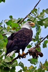 Majestic bald eagle on a tree branch.