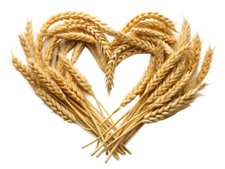 Wheat Stalks Arranged in Heart Shape on Transparent Background