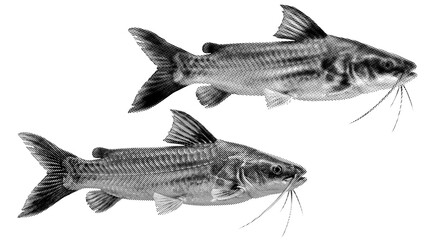 Obraz premium Fish halftone on transparent PNG. Ideal for overlays, posters, and designs. High-res, AI-based with human edited effects. Old vintage Trendy dotted pop art style.