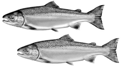 Fish halftone on transparent PNG. Ideal for overlays, posters, and designs. High-res, AI-based with human edited effects. Old vintage Trendy dotted pop art style.