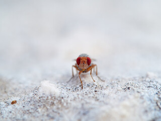 A fly with red eyes on a stone. Prosopomyia pallida