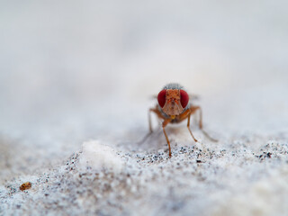 A fly with red eyes on a stone. Prosopomyia pallida