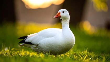 Obraz premium A white goose gracefully strolls across a field of vibrant green grass bathed in the warm glow of a golden sunset.