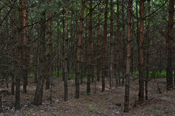 Dense Pine Forest An Abundance of Trees in Nature's Embrace