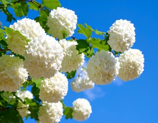 White flowers against a clear blue sky