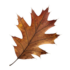 Obraz premium Detailed close up of a beautiful brown oak leaf isolated on white background.