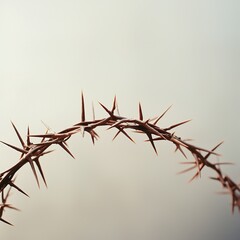 Elegant close-up of sharp plant thorns on slender branch gentle daylight and misty out of focus backdrop. Concept of fragility, protection, natural simplicity, perfect for botanical content