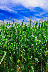 夏の青空とデントコーン　山形村