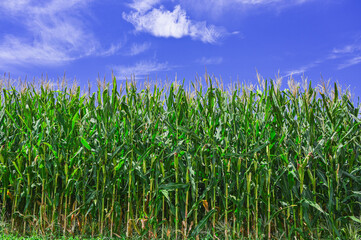 Obraz premium 夏の青空とデントコーン 山形村