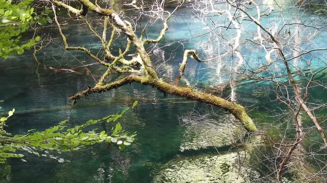 Japan's Beautiful Scenery: Aomori Shirakami-Sanchi Juniko Blue Pond Healing Footage 絶景 青森 白神山地の十二湖で青く輝く湖面の癒やし動画 撮影日：20250815-2