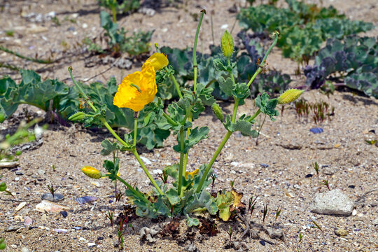 Gelber Hornmohn // Yellow horned poppy (Glaucium flavum)