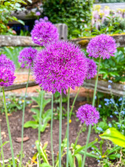 Allium in Bloom