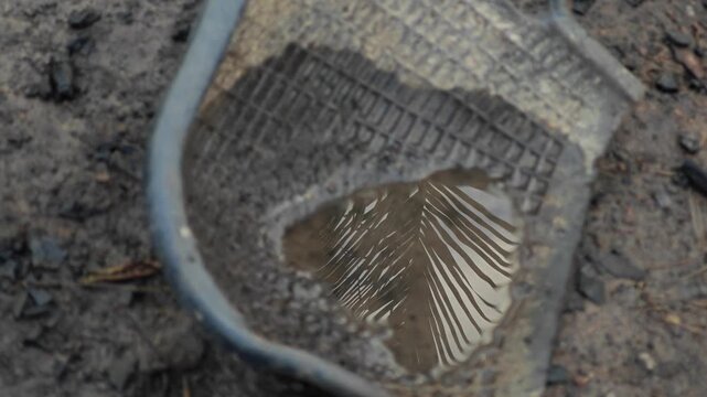 Water and palm leaf shadow on clam shell shaped basket.