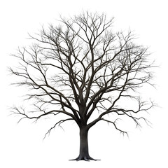 Bare Tree Covered in White Frost and Snow Against Black Background winter branches