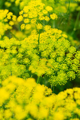 Blooming dill flowers in summer garden