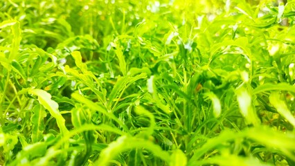 Fresh Green Foliage with Soft Bokeh &ndash; Natural Abstract Background