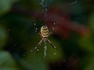The Wasp Spider, Argiope bruennichi, on a bramble with fruits
