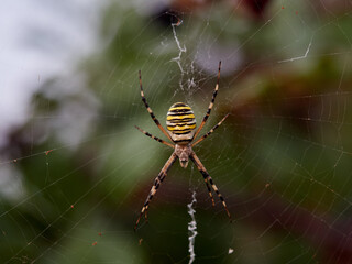 The Wasp Spider, Argiope bruennichi, on a bramble with fruits
