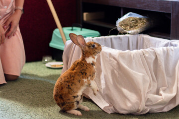 A curious spotted domestic rabbit stands on its hind legs, peering into a fabric-lined pet bed, with a person nearby. Ideal for themes of pet care, animal companionship, and home life.