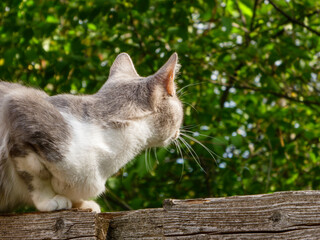 Curious domestic cat sitting on a wooden fence.