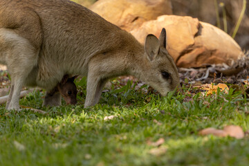 Wallaby with a joey in its pouch, Nitmiluk National Park, Katherine Gorge, Australia