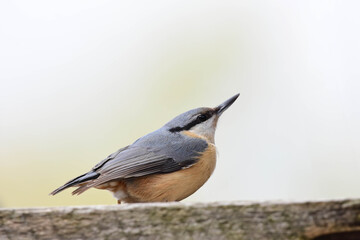Close up of a Eurasian Nuthatch, Sitta europaea, Perched on Wooden Plank. A small wild bird commonly found in forests. Romania Wildlife in Natural Habitat. 