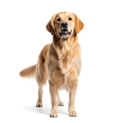 Golden Retriever Dog: Studio Portrait on White Background