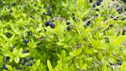 blue flowers in the garden