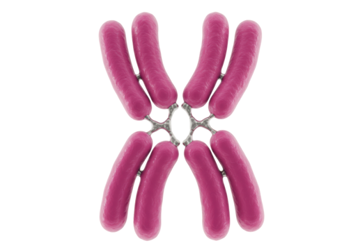 Isolated Pink Chromosome Structure Representing the X Human Gene, Showing Telomeres