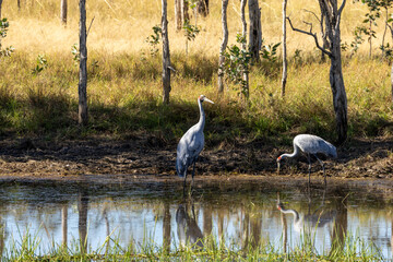 Australian cranes (Antigone rubicunda) also known as Brolgas. Northern Territory.