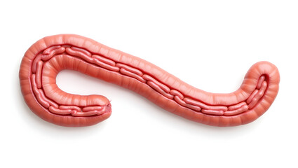 Anatomy&physiology A cross-section of the duodenum, isolated on white, showing Brunner's glands, mucosa, and submucosa for physiology, histology,(1)