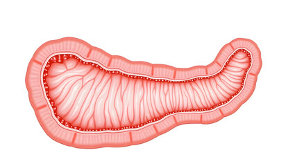 Anatomy&physiology A cross-section of the duodenum, isolated on white, showing Brunner's glands, mucosa, and submucosa for physiology, histology,(2)