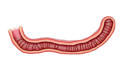 Anatomy&physiology A cross-section of the duodenum, isolated on white, showing Brunner's glands, mucosa, and submucosa for physiology, histology,(3)