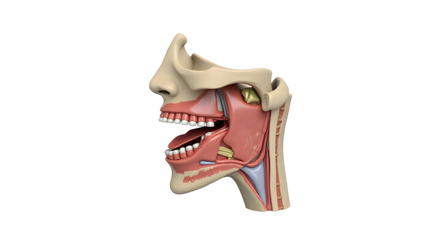 Anatomy&physiology A detailed model of the pharynx and larynx, isolated on white, showing airway, food passage, and vocal cords for anatomy and ENT learning