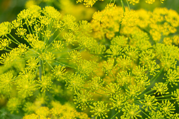 Bright yellow dill flowers in a garden on a sunny summer day