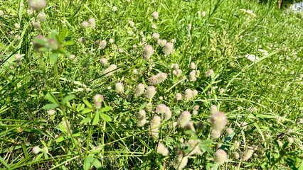 Lush grassy field filled with dense clover (Trifolium) and slender, fuzzy stalks of the plant commonly known as rabbitfoot clover (Trifolium arvense). 