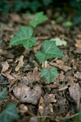 Close-up of fresh green ivy leaves sprouting among dry fallen leaves on the forest floor, symbolizing nature, growth, and ecology.