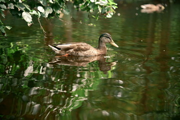 Wild duck swimming on a calm forest pond with green reflections of trees in water. Peaceful nature scene symbolizing wildlife, eco tourism and outdoor relaxation.
