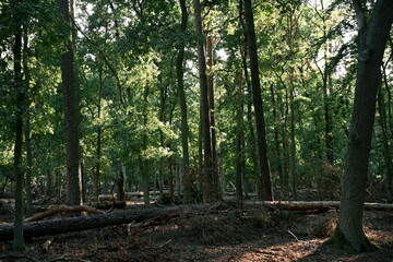 Dense green forest with tall trees, sunlight streaming through the leaves and fallen trunks on the ground. Natural landscape symbolizing ecology, wilderness, hiking and eco tourism.