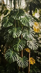 Naklejka premium Lush tropical plants with large, patterned leaves