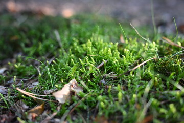 Close-up of fresh green moss growing on forest ground with sunlight and natural textures. Tranquil nature background symbolizing ecology, freshness and outdoor wilderness.